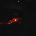 Leuchtender Fisch unter Mikrokop